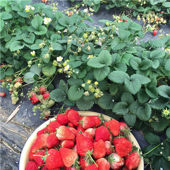 浙江奶油草莓苗市场价格多少钱