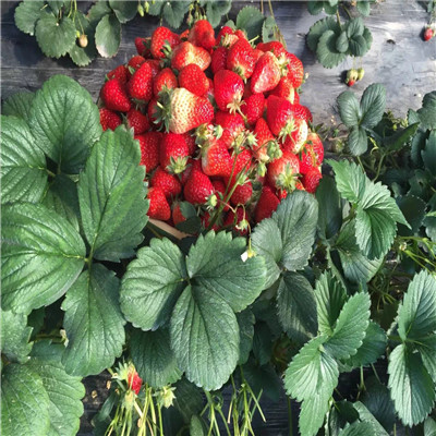 四川大棚草莓苗多少钱一棵
