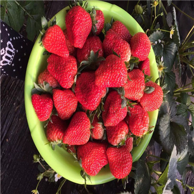 新疆美国十三号草莓苗多少钱一棵
