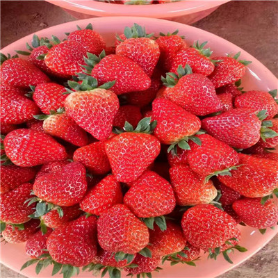 江苏佐贺清香草莓苗多少钱一棵