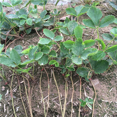 秋季草莓小苗供应大棚草莓苗种植技术