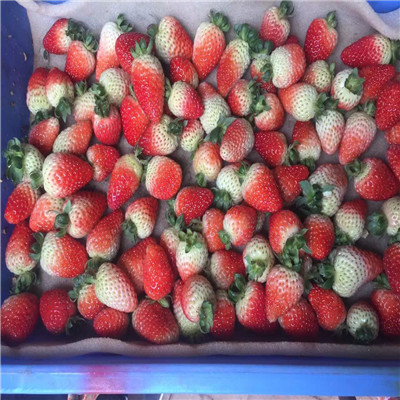秋季草莓生产苗妙香七号草莓苗每天报价
