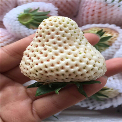 新品种草莓苗章姬草莓苗新品种草莓苗价钱及报价