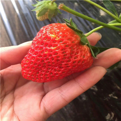 山东晶玉草莓苗批发多少钱