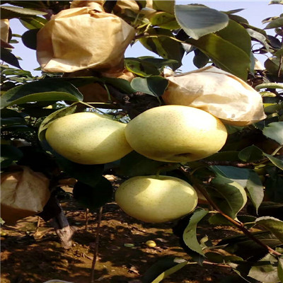 山东定植两年的新品种梨树苗怎么卖的