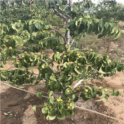 梨树苗基地安徽早酥红梨苗繁育出售基地