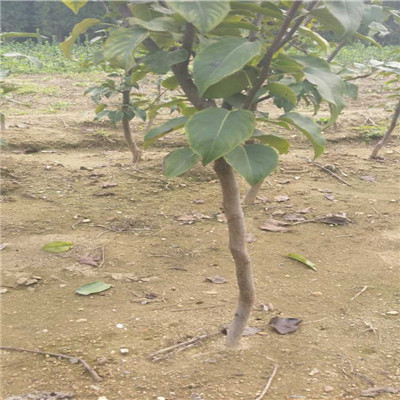 贵州地径一公分圆黄梨树苗繁育出售基地