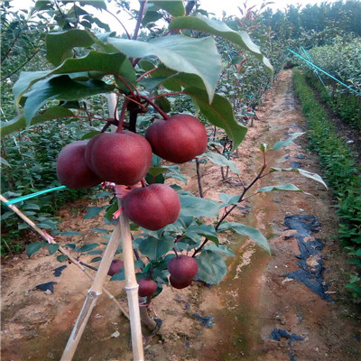 四川矮化密植金秋梨梨树苗价格