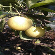 新疆矮化密植红梨苗哪里有卖的
