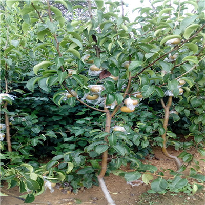 新品种梨树苗价格四川早酥红梨苗哪里有卖的
