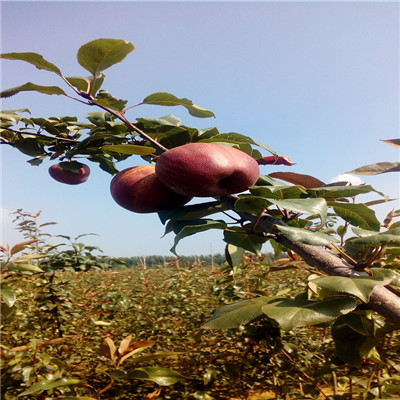 湖南两年生的红二号梨树苗繁育出售基地