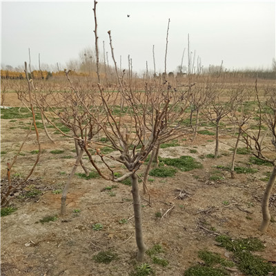 贵州地径一公分圆黄梨树苗繁育出售基地