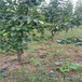 黑梨苗定植两年三公分黑梨苗价钱