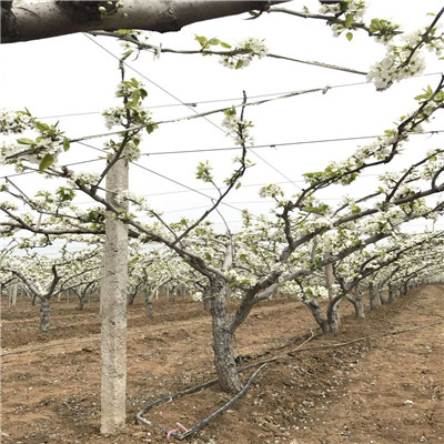 梨树苗基地安徽早酥红梨苗繁育出售基地