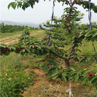 當(dāng)年可以結(jié)果櫻桃小苗、櫻桃小苗出售基地