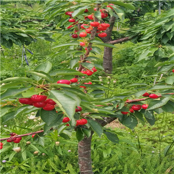 櫻桃小苗吉塞拉6號(hào)矮化櫻桃小苗價(jià)格及報(bào)價(jià)