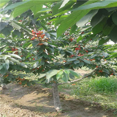 櫻桃小苗兩年結果 矮化三公分櫻桃樹品種特點