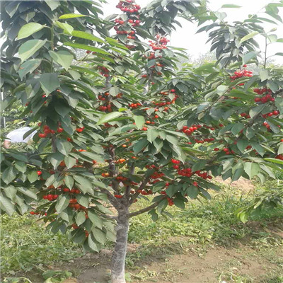 吉塞拉12號(hào)矮化櫻桃小苗品種特點(diǎn)介紹
