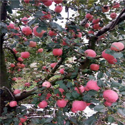 三公分山农红苹果苗品种推荐