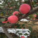 定植两年的苹果苗品种特色红肉苹果苹果苗