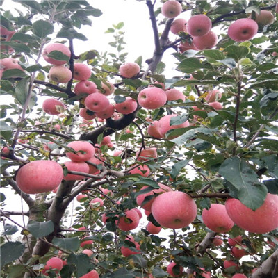 五公分大苹果树品种特色全红富士苹果苗