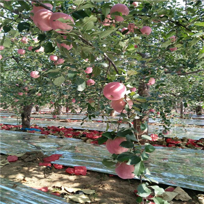 维纳斯黄金苹果苗定植两年的维纳斯黄金苹果苗市场报价