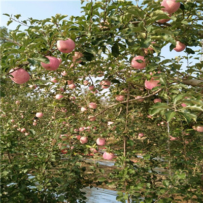 黄元帅苹果苗两年挂果 地径一公分苹果苗出售价格