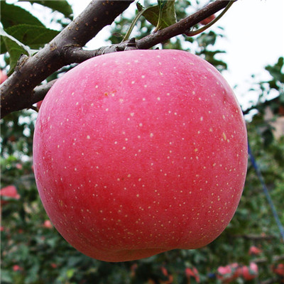 2019年品种藤木1号苹果苗如何种植管理