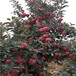 两年生山农红苹果苗品种推荐