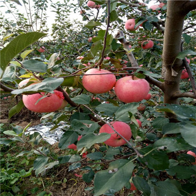 红富士苹果苗出售价格 五公分大苹果树种植技术