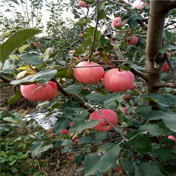 m9t337自根砧苹果苗华硕苹果苗品种特色