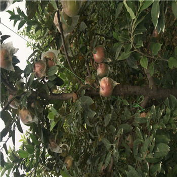 花牛苹果苗两年挂果两年生嫁接苹果苗一棵价钱