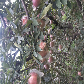 定植两年的苹果苗红肉苹果苹果苗苗木销售电话