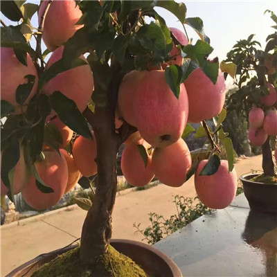 2019年品种秦冠苹果苗如何种植管理