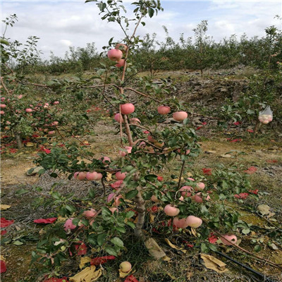 地径一公分苹果苗品种特色介绍 红肉苹果苹果苗苗木销售电话