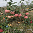 秦冠蘋果苗三公分當年結果秦冠蘋果苗品種特點介紹圖片