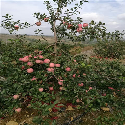 地径一公分苹果苗品种特色介绍 红肉苹果苹果苗苗木销售电话