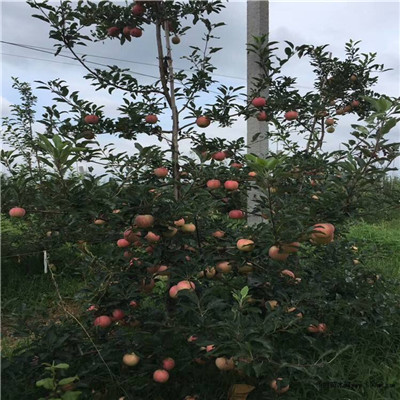定植两年的瑞红苹果苗怎么卖的