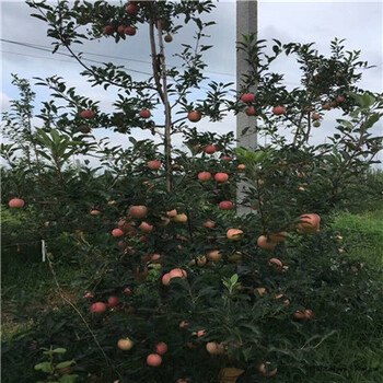 神富1號(hào)蘋(píng)果苗、江蘇神富1號(hào)蘋(píng)果苗、神富1號(hào)蘋(píng)果苗多少錢(qián)一課