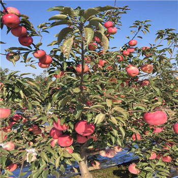 定植两年的长富2号苹果苗品种特点介绍