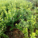 西梅李李子苗品种特点介绍定植两年的西梅李李子苗品种特点介绍