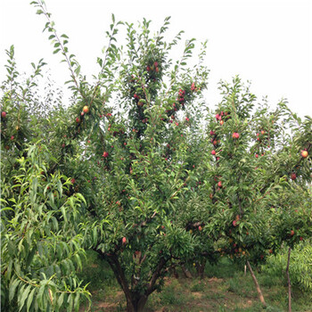 湖北三公分的早熟品種李子苗種植技術(shù)