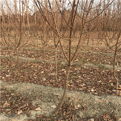 脆紅李李子苗銷售電話 當(dāng)年結(jié)果五公分李子樹批發(fā)基地