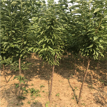 四川定植兩年的紅西梅李子苗批發(fā)基地