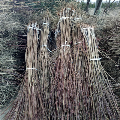 一年生嫁接李子苗種植技術(shù) 紅西梅李子苗品種特色介紹