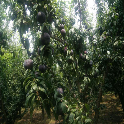 大紅李李子苗品種特點介紹 定植兩年的李子苗出售價格