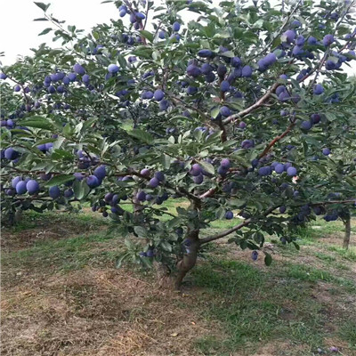 蛇李李子苗價(jià)格及報(bào)價(jià) 定植兩年的李一棵價(jià)錢