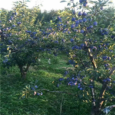 大黑李李子苗出售價格 定植兩年的李苗木銷售電話