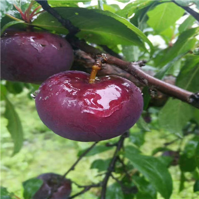 紅西梅李子苗地徑一公分紅西梅李子苗品種特點(diǎn)介紹