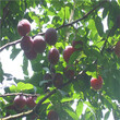 西梅李李子苗种植技术当年结果五公分李子树两年结果
